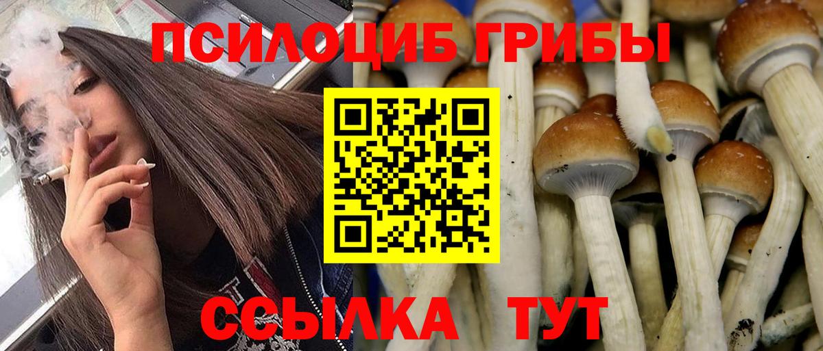 Галлюциногенные грибы Psilocybe Вятские Поляны
